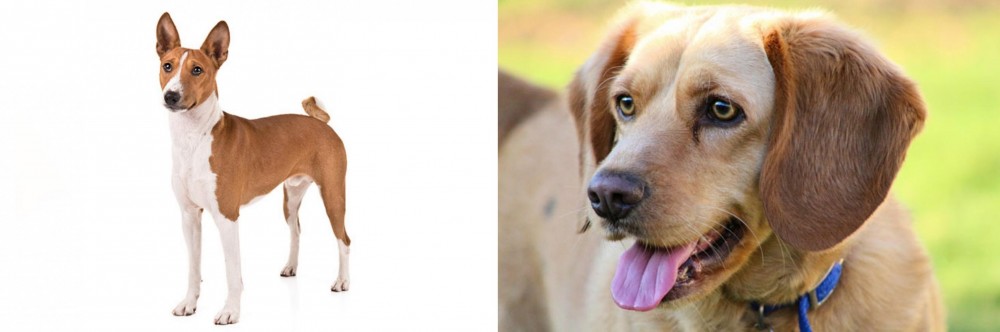Beago vs Basenji - Breed Comparison
