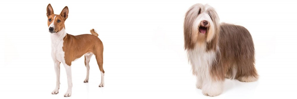 Bearded Collie vs Basenji - Breed Comparison