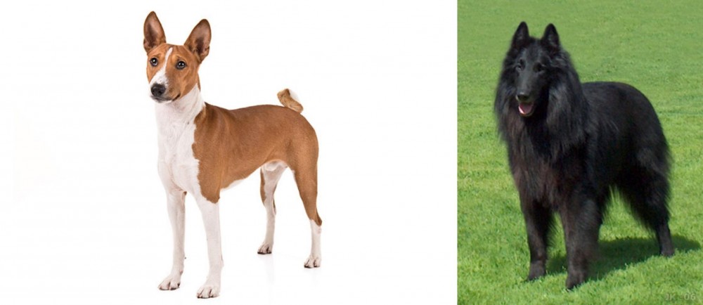 Belgian Shepherd Dog (Groenendael) vs Basenji - Breed Comparison