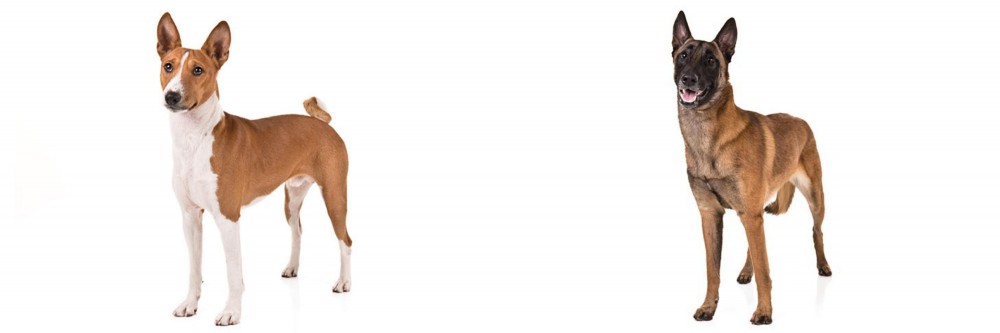 Belgian Shepherd Dog (Malinois) vs Basenji - Breed Comparison