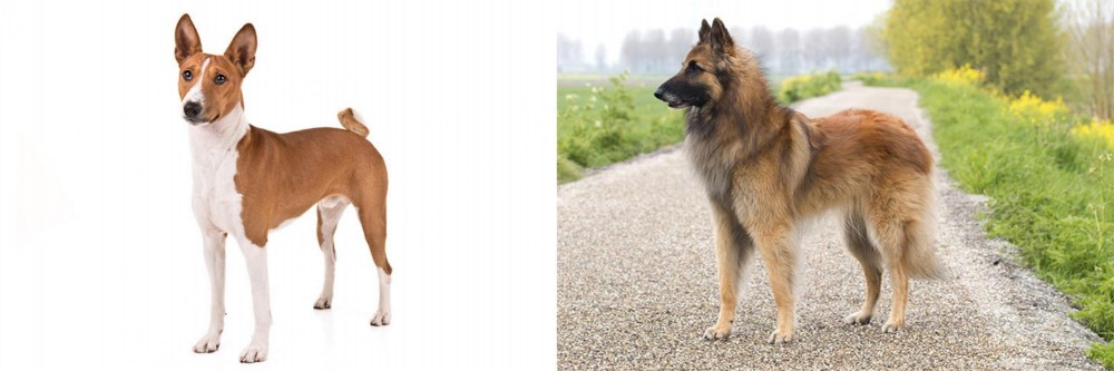 Belgian Shepherd Dog (Tervuren) vs Basenji - Breed Comparison