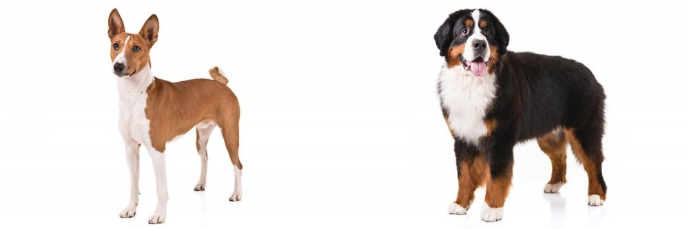 Bernese Mountain Dog vs Basenji - Breed Comparison