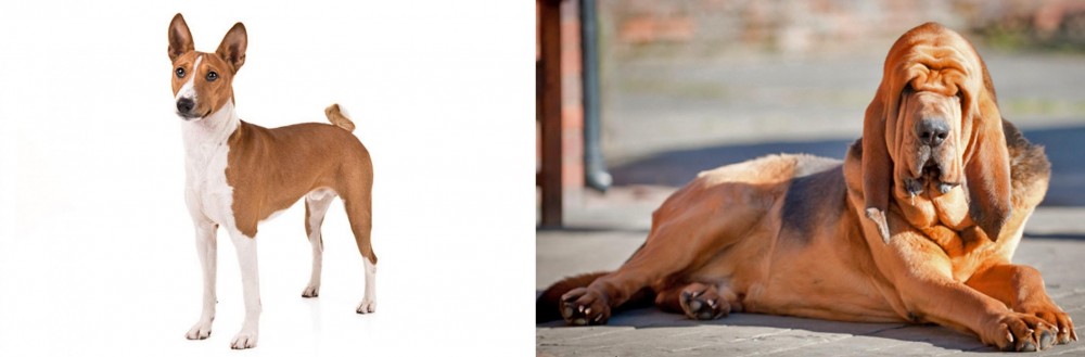 Bloodhound vs Basenji - Breed Comparison