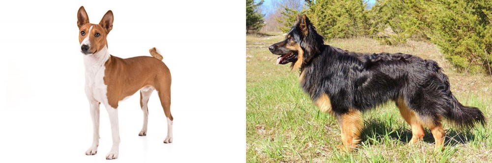 Bohemian Shepherd vs Basenji - Breed Comparison