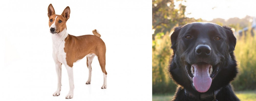 Borador vs Basenji - Breed Comparison