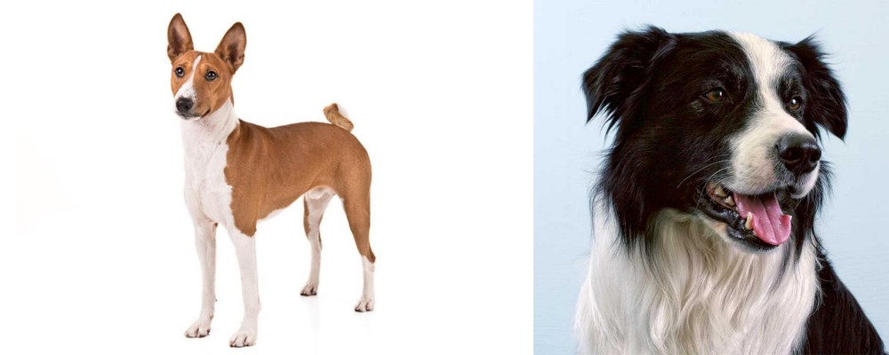 Border Collie vs Basenji - Breed Comparison