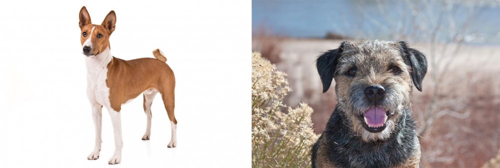 Border Terrier vs Basenji - Breed Comparison