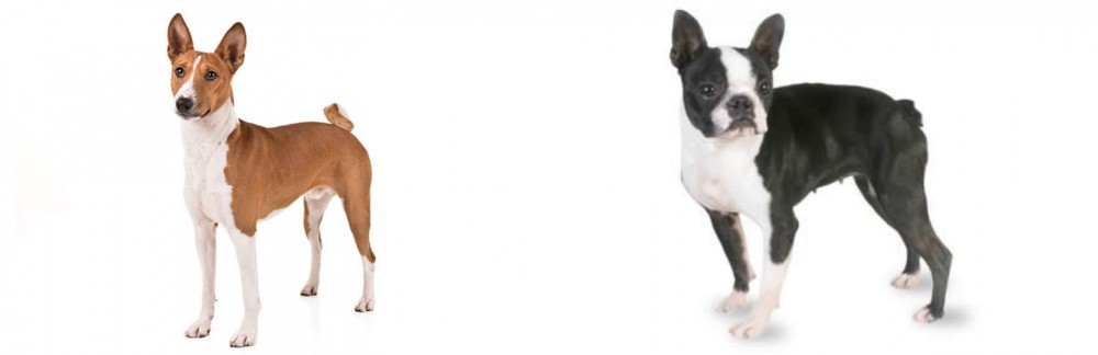 Boston Terrier vs Basenji - Breed Comparison