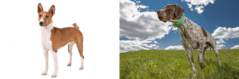 Braque Francais (Pyrenean Type) vs Basenji - Breed Comparison
