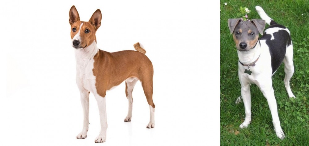 Brazilian Terrier vs Basenji - Breed Comparison