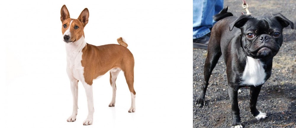 Bugg vs Basenji - Breed Comparison