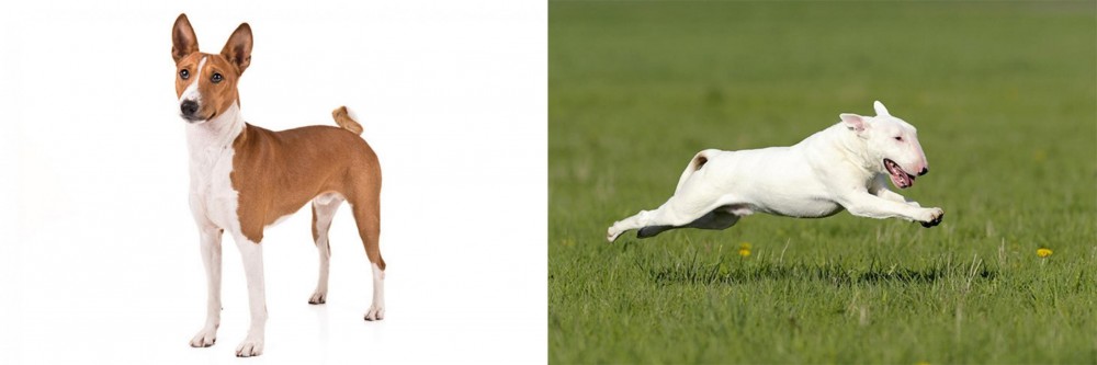 Bull Terrier vs Basenji - Breed Comparison