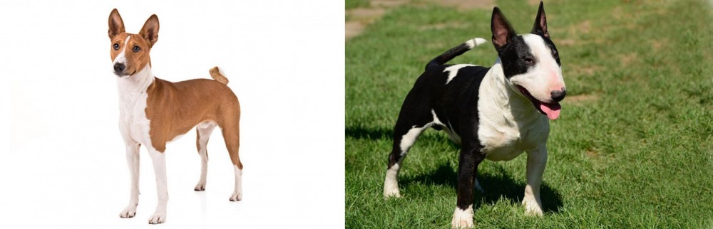 Bull Terrier Miniature vs Basenji - Breed Comparison