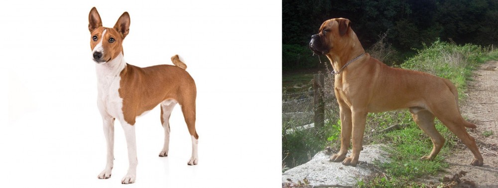 Bullmastiff vs Basenji - Breed Comparison