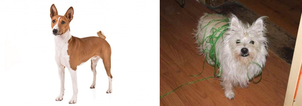 Cairland Terrier vs Basenji - Breed Comparison