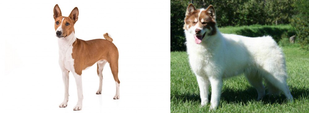Canadian Eskimo Dog vs Basenji - Breed Comparison