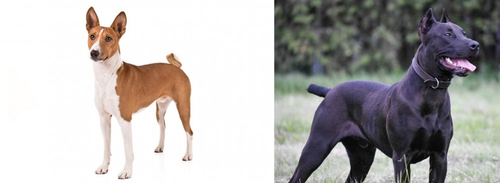 Canis Panther vs Basenji - Breed Comparison