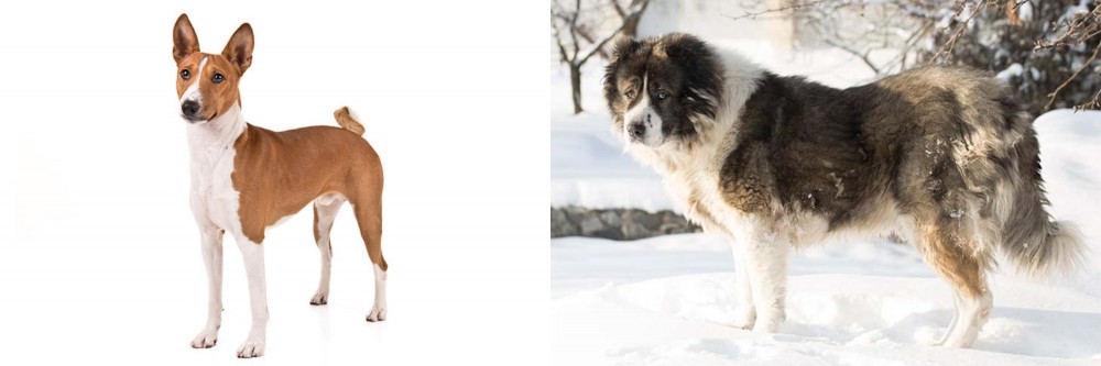 Caucasian Shepherd vs Basenji - Breed Comparison