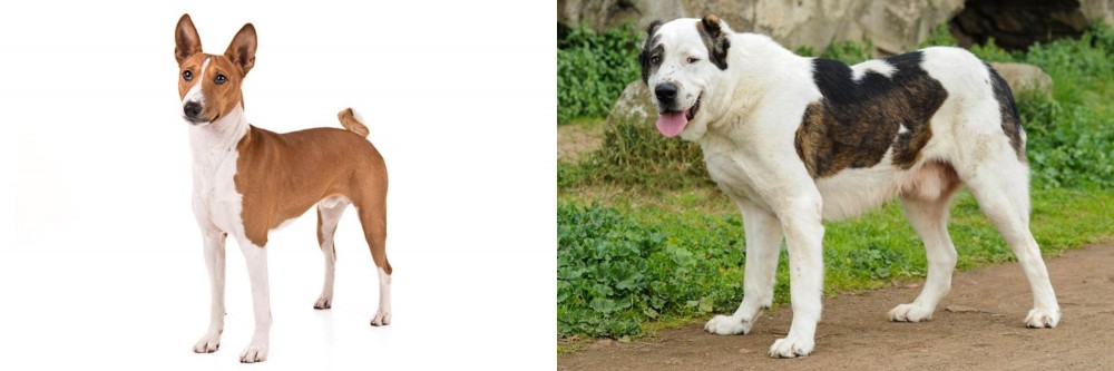 Central Asian Shepherd vs Basenji - Breed Comparison