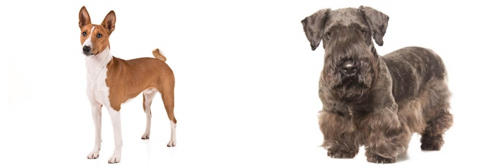 Cesky Terrier vs Basenji - Breed Comparison