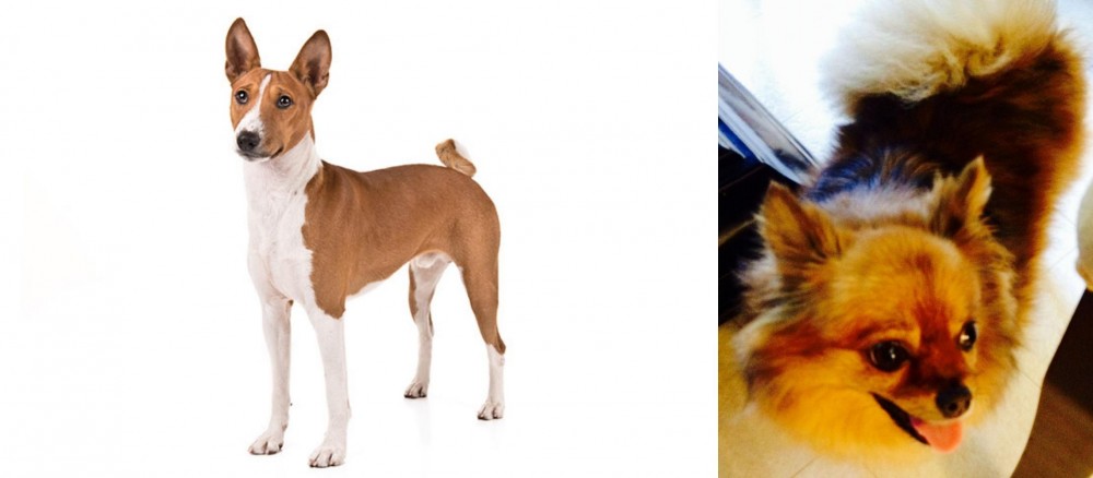 Chiapom vs Basenji - Breed Comparison