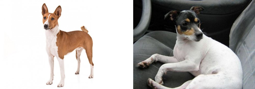 Chilean Fox Terrier vs Basenji - Breed Comparison