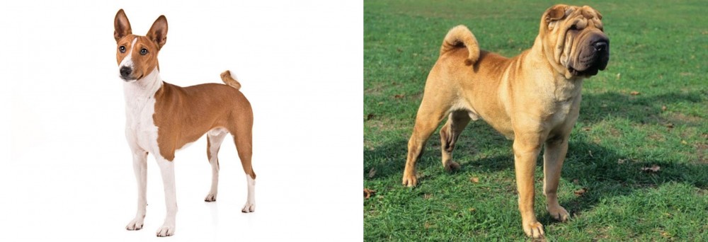 Chinese Shar Pei vs Basenji - Breed Comparison