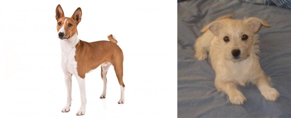 Chipoo vs Basenji - Breed Comparison