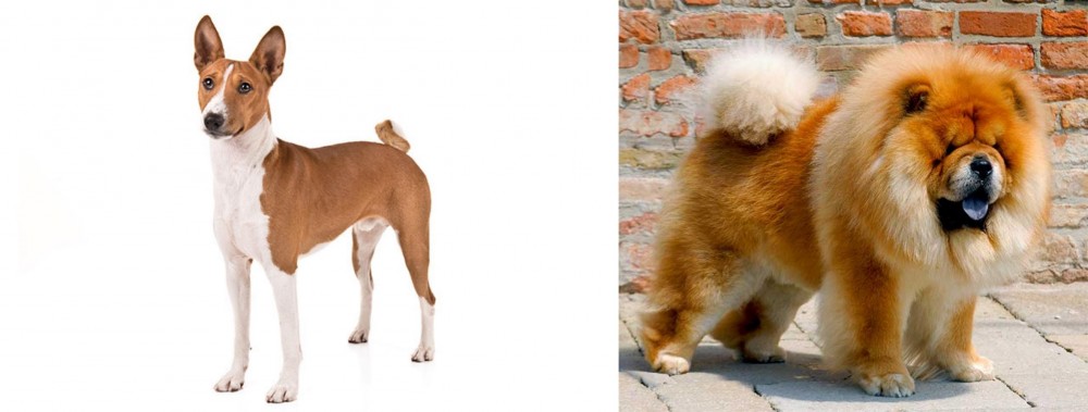 Chow Chow vs Basenji - Breed Comparison