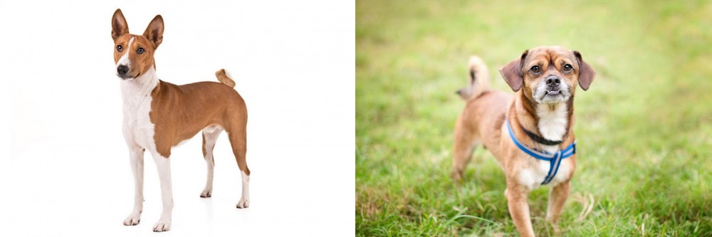 Chug vs Basenji - Breed Comparison