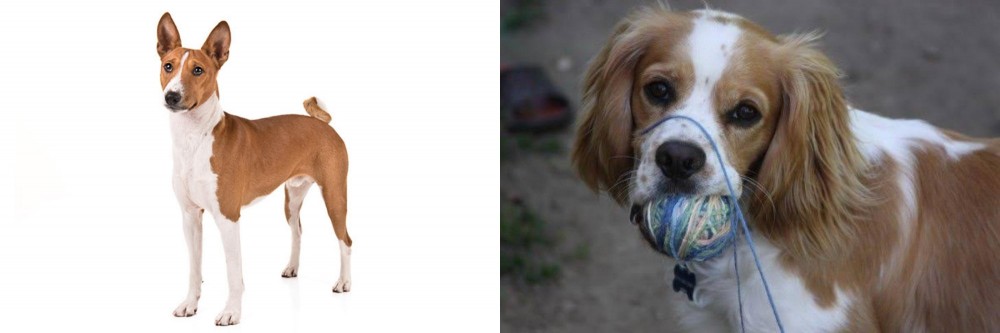 Cockalier vs Basenji - Breed Comparison