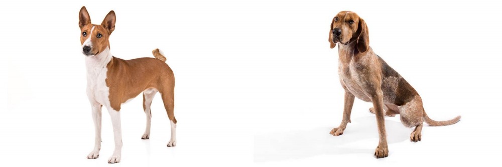 Coonhound vs Basenji - Breed Comparison