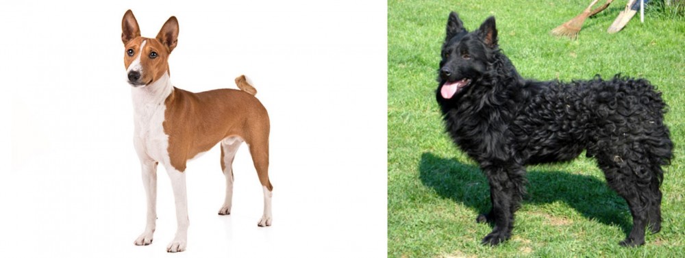 Croatian Sheepdog vs Basenji - Breed Comparison