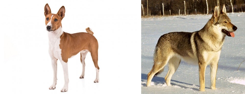 Czechoslovakian Wolfdog vs Basenji - Breed Comparison