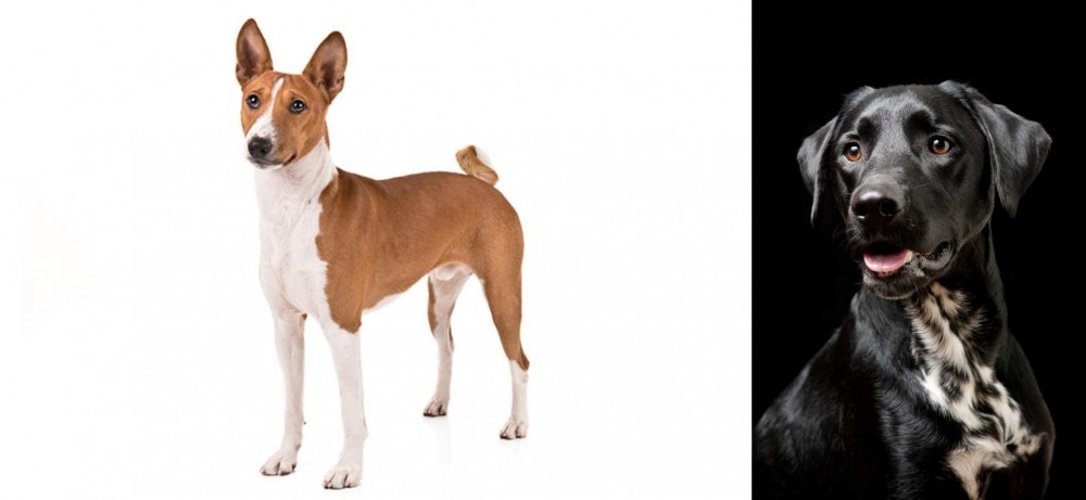 Dalmador vs Basenji - Breed Comparison