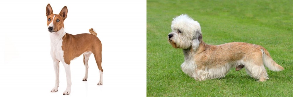 Dandie Dinmont Terrier vs Basenji - Breed Comparison