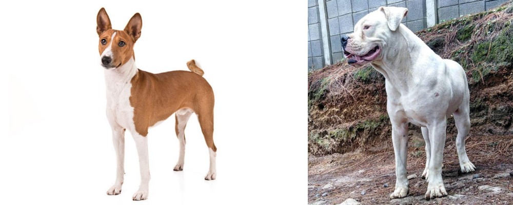 Dogo Guatemalteco vs Basenji - Breed Comparison