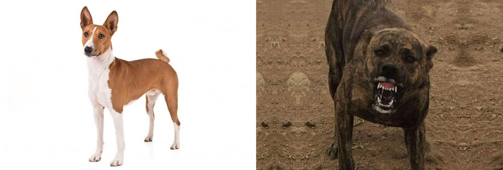 Dogo Sardesco vs Basenji - Breed Comparison