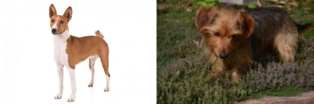 Dorkie vs Basenji - Breed Comparison