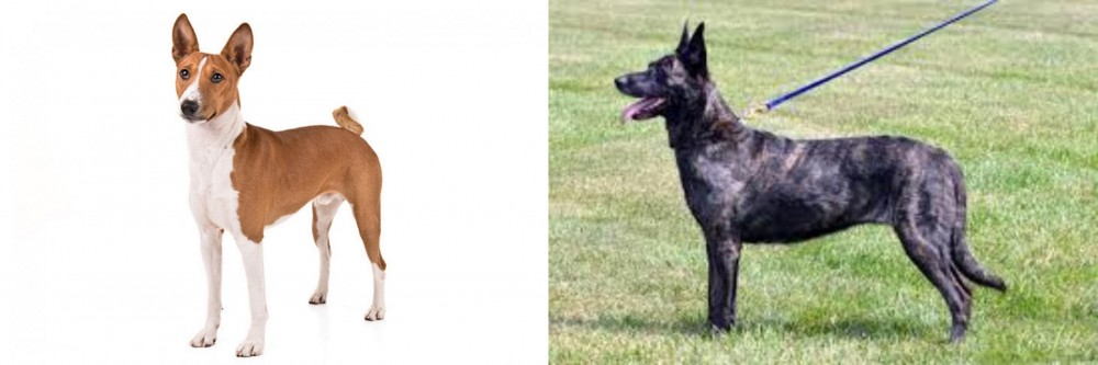 Dutch Shepherd vs Basenji - Breed Comparison