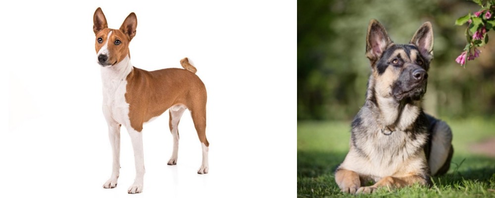 East European Shepherd vs Basenji - Breed Comparison
