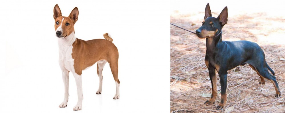 English Toy Terrier (Black & Tan) vs Basenji - Breed Comparison