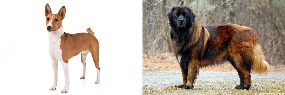 Estrela Mountain Dog vs Basenji - Breed Comparison