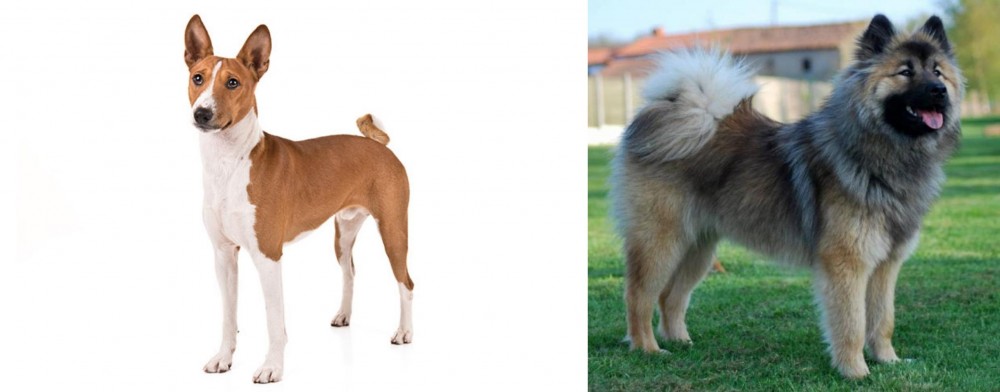 Eurasier vs Basenji - Breed Comparison