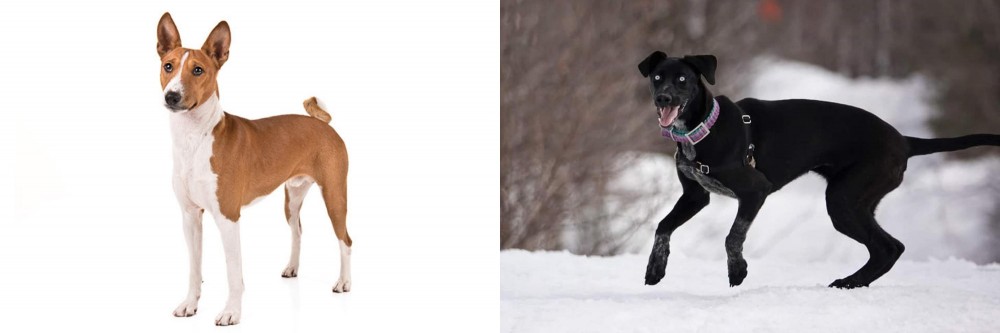 Eurohound vs Basenji - Breed Comparison