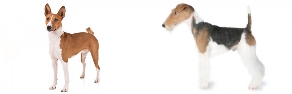 Fox Terrier vs Basenji - Breed Comparison