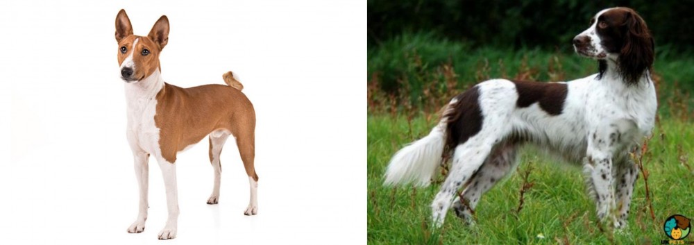 French Spaniel vs Basenji - Breed Comparison
