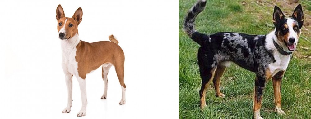 German Coolie vs Basenji - Breed Comparison