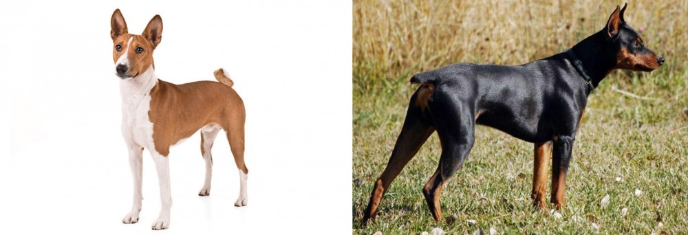 German Pinscher vs Basenji - Breed Comparison