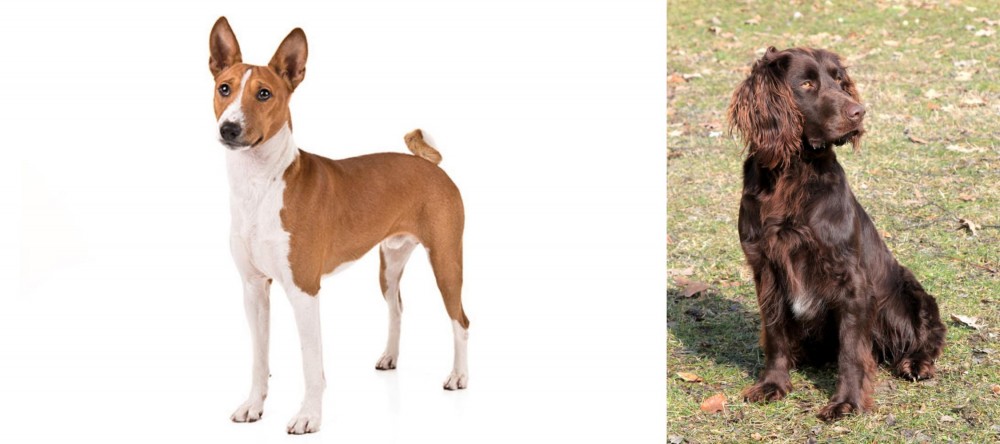 German Spaniel vs Basenji - Breed Comparison